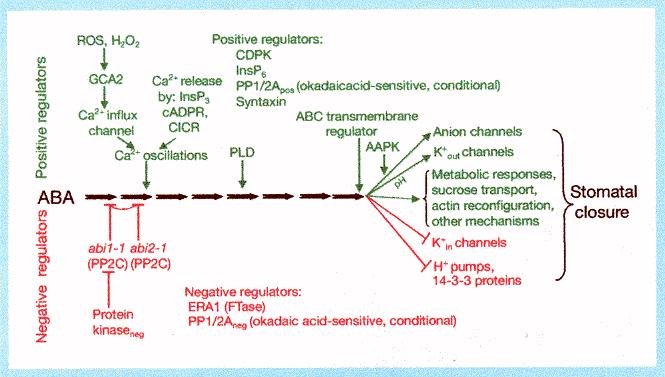 Proposed regulators mediating guard cell response to external ABA NB: integrated involvement of transporters, pumps, sugar metabolism J. Schroeder, et al.