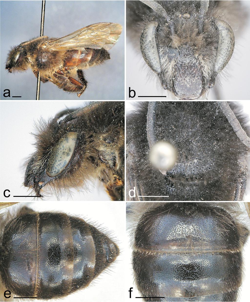 2014 Kuhlmann: Colletes from Malaya and Southeast Asia 3 Figure 1. Colletes kinabalu, new species, male. a. Lateral habitus. b. Face. c. Head lateral view. d. Mesoscutum and mesoscutellum. e.