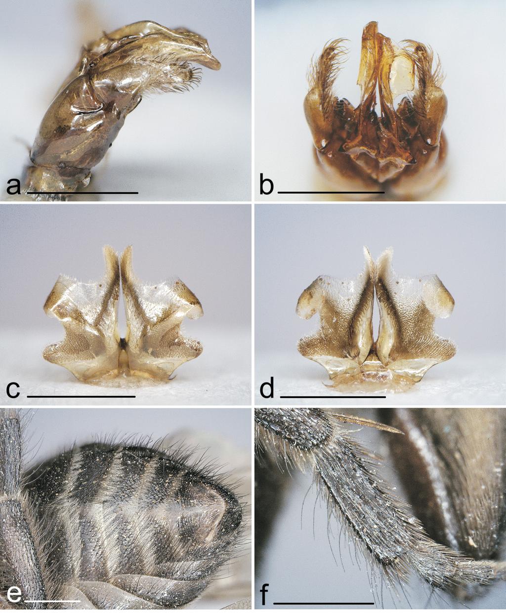 4 Journal of Melittology No. 28 Figure 2. Colletes kinabalu, new species, male. a. Gonostylus. b. Penis valves. c. Metasomal sternum 7 (dorsal view). d. Metasomal sternum 7 (ventral view). e.