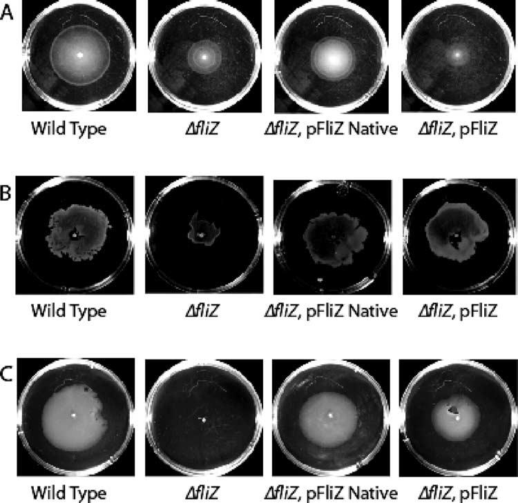 VOL. 190, 2008 FliZ REGULATION OF FLAGELLAR GENE EXPRESSION 4985 A B C D E FIG. 6. FliZ is responsible for increased levels of FlhC protein independent of flhdc transcription.