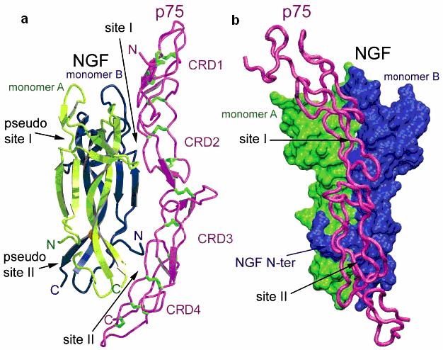 Theoretical background The crystal structure of NGF in complex with the extracellular domain of p75 NTR revealed a 2:1 NGF/p75 NTR stochiometry, in which p75 NTR induce conformational changes in NGF