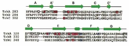 Theoretical background shown that domain 5 is sufficient for binding of the respective ligands and regulates the specificity of ligand binding (Urfer et al 1995).