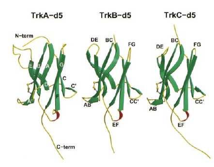 Theoretical background Figure 2.7.2. Models of the ligand-binding domains of the three Trk-d5 domains. The -strands are shown in green and labelled in TrkA-d5.