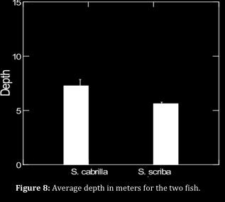Figure 8a: Table of Figure 8 Figure 8: Average Depth of the two species. S. scriba observations over Posidonia were removed as S.