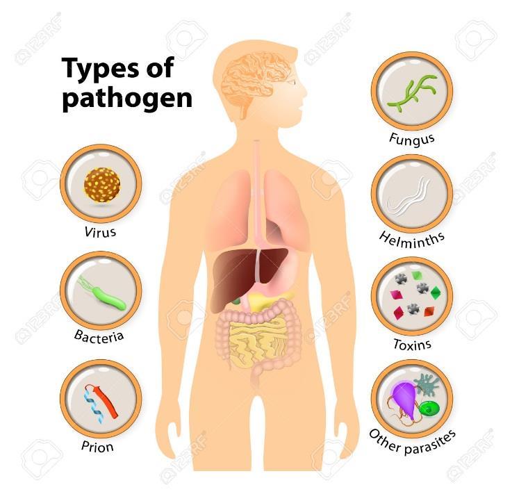 Name Class Exam Date Unit 10 Bacteria, Virus, Protist, Fungi Pathology Is defined as the scientific study of the nature of and its