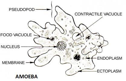 Can be or Examples of Unicellular Plant-like Protists a) Euglena b) Golden Algae c) Diatoms- cell walls of silicon; as an abrasive in toothpaste d) Karenia &
