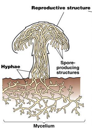 Kingdom Fungi Kingdom Fungi Characteristics Eukaryotes- Heterotrophs- make own ( photosynthesis) or
