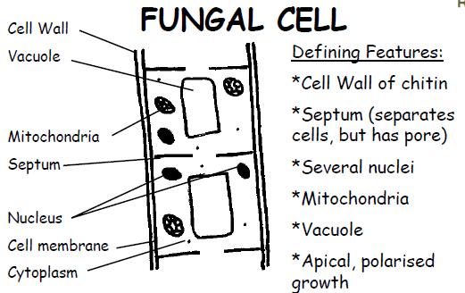 mushroom) Cell walls made of Role of Fungi in Environment Decomposers- convert waste into usable by