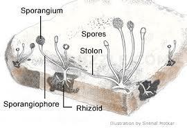 Classification of Fungi 1.