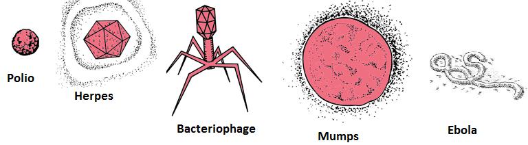 Other Examples of Viruses Common Cold Zika West Nile Herpes Ebola Polio Measles Chicken pox Oncogenic Virus: virus that can cause cancer (ex.