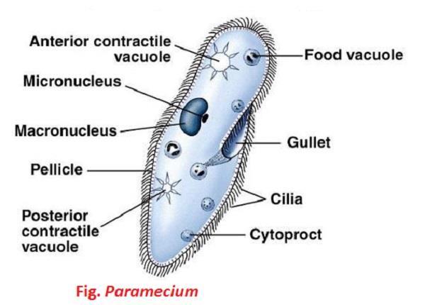 cellulose Most are, some Protista is the Greek word for the very Classification of Protists Protists are categorized according to (3 main groups of protists) Animal- like ( ) Plant- like ( )