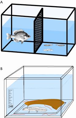 Figures Figure 1. (A) Animals were housed in 48 38-liter (10-gallon) tanks with one of two treatments: no-predator (NP) or predator (P).
