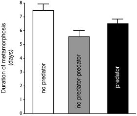 Figure 6. Duration of metamorphosis in days for each of three box treatments: no-predator (NP), no-predator-predator (NP-P), and predator (P).