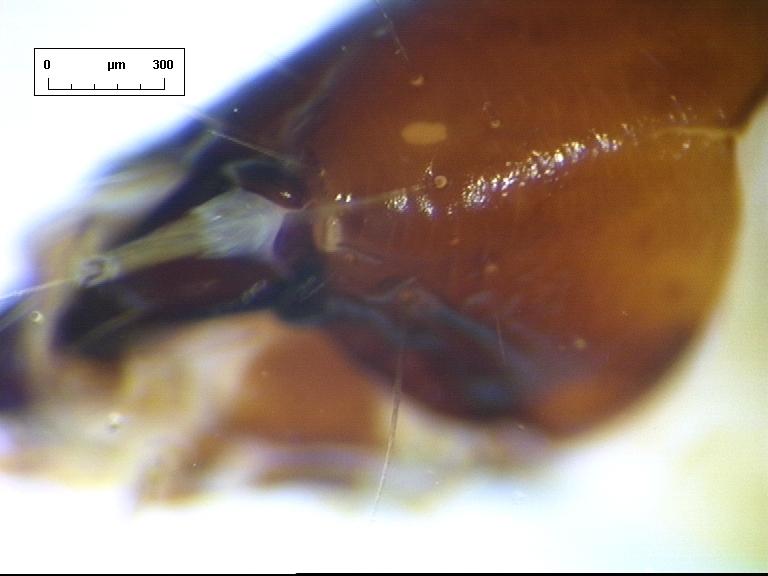 A L1 O2 O3 lobes claw Web Fig 2. Opogona sacchari larva.
