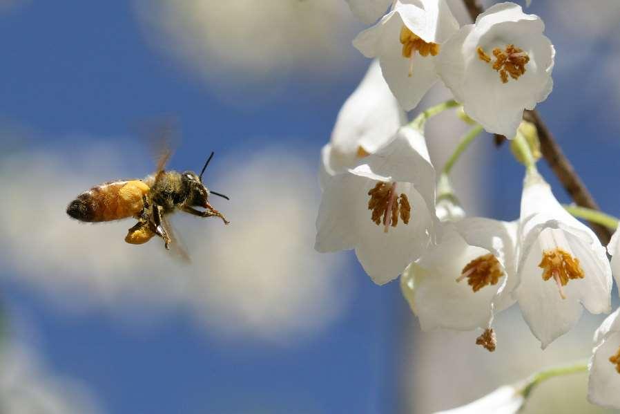 Creating a Pollinator Paradise: Part 1 Debbie Roos North