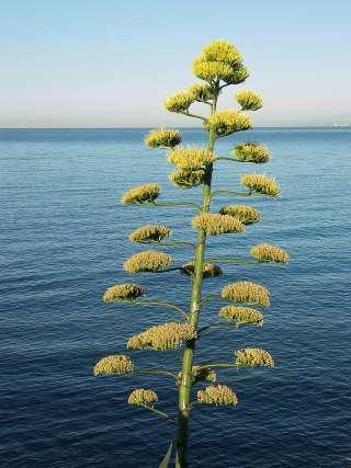 Agave tequilana