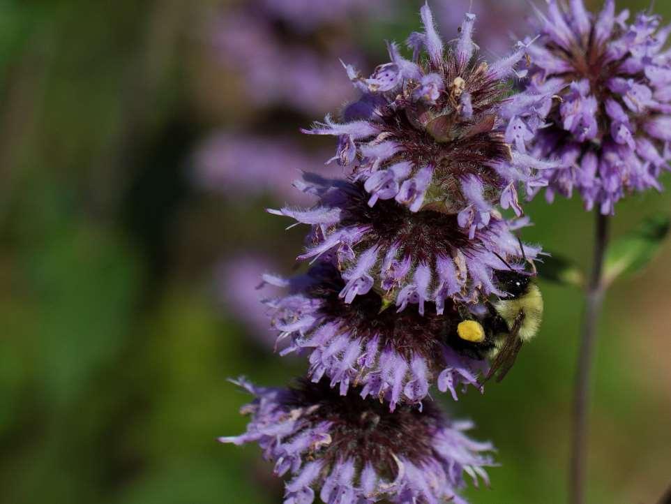 Native bees can be an insurance policy against