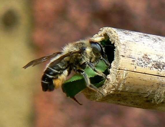 Native Bees Most species are solitary so not aggressive and