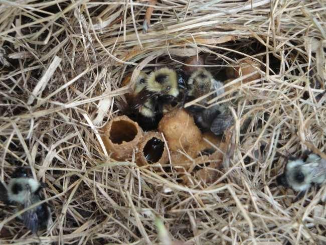 nest Most of the rest are cavity nesters (bumble bees,