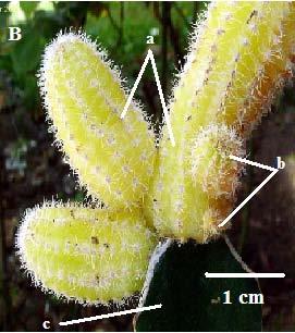 lutea, and C - cactus green, Aylostera heliosa; a graft; b caulinar buds; c rootstocks) The explant and its inoculation was done in the perimeter aseptic laminar flow horizontally chimney hood with