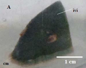 Vidican T.I., C a c h i ţă-cosma D., Romocea J.E. Fig. 6 Explants evolution of Aylostera heliosa.