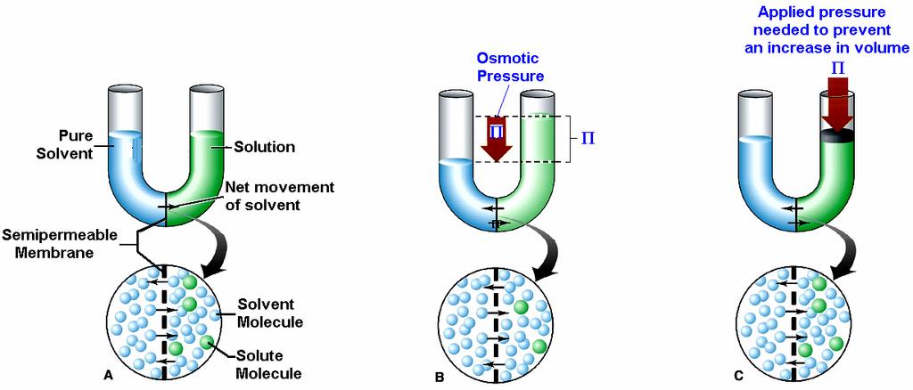 The Model: Osmotic Pressure Osmosis is the diffusion of water through a semi-permeable membrane from a solution of low solute concentration to a solution with high solute.