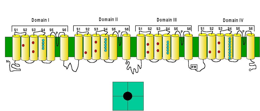 Voltage dependent Sodium Channel Many Na channels have more than one subunit of different size and structure.