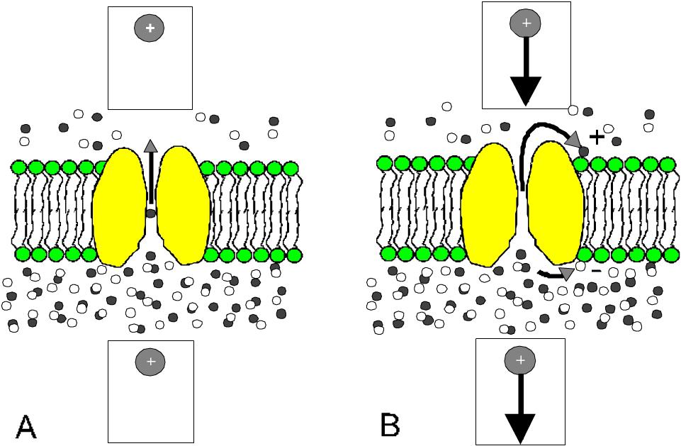 The Nernst Potential. How is it possible to separate charge across the membrane? Let us take a simple example.