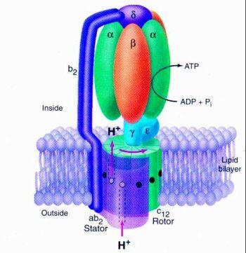 Lecture 10 Proton Gradient-dependent ATP