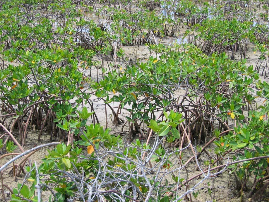 Red Mangrove (Rhizophora mangle) Typical trees can grow 25 m tall Dwarf forms <