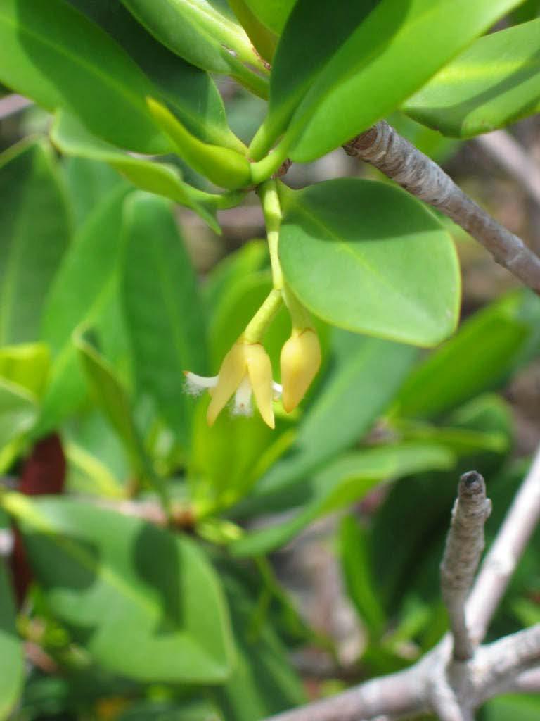 Red Mangrove reproduction Each flower has male and female function (hermaphroditic) Can self-pollinate in the bud Self-fertilize Self-compatible Many Florida
