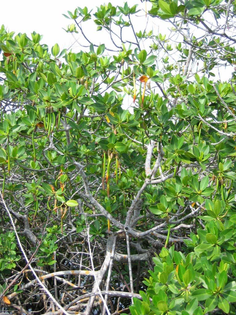 RED MANGROVE mutants Selfing reveals deleterious mutations inbreeding depression The mutant offspring are