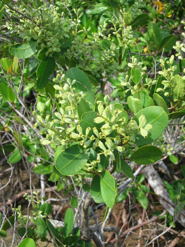 White Mangrove distribution Florida Bahamas West Indies Mexico through