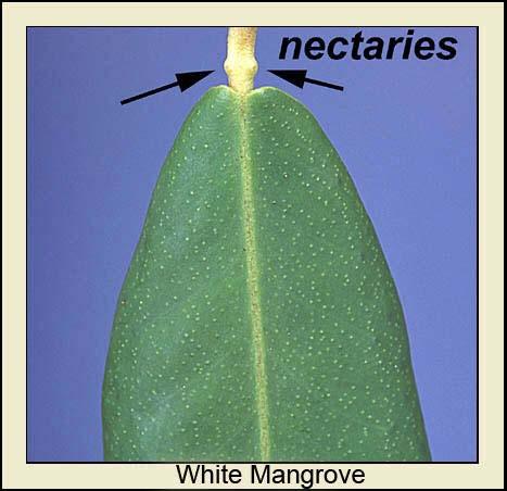 White Mangrove These are NOT salt glands They are extra-floral nectaries Leaves accumulate and