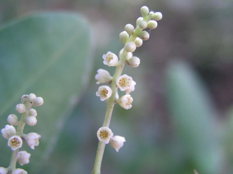 White Mangrove pollination tests
