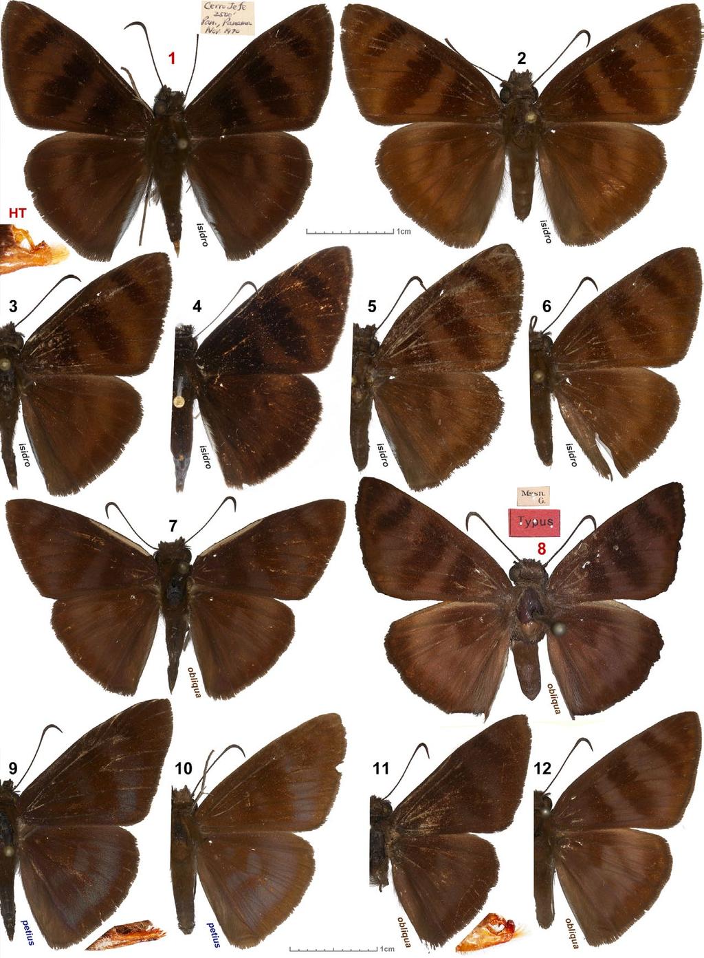 2 TROP. LEPID. RES., 22(1): 1-7, 2012 GRISHIN: New species of Anastrus Figs. 1-24. Anastrus specimens. 1-12. dorsal view and 13-24. ventral view of the same specimens. 1, 13. A. isidro n. sp. holotype - PANAMA: Panamá Province, Cerro Jefe, 760m, November 1970 [USNM], genitalia in situ on the left; 2, 14.