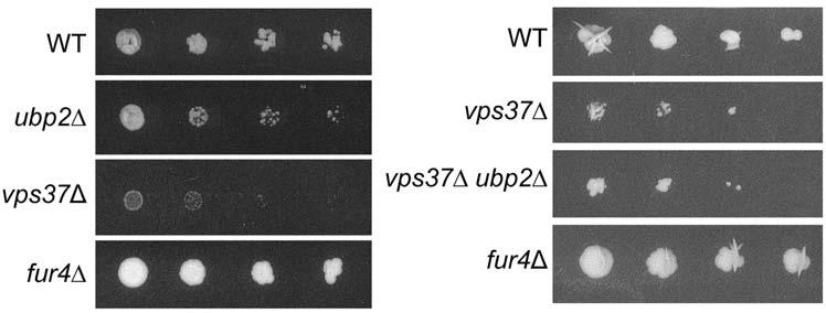using a class E mutant, vps37d, as a control (Figure 3). As expected, cells in which the transporter is absent (fur4d) are completely resistant to the drug (Figure 3; [39]).