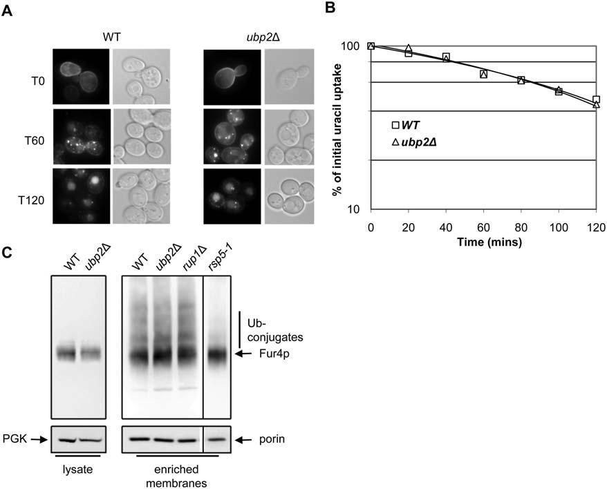Figure 6. UBP2 is not necessary for cycloheximide (CHX) triggered internalization of Fur4. (A) pfur4-gfp bearing cells were grown in raffinose overnight.