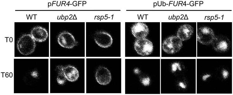Figure 7. Ub-Fur4-GFP is correctly sorted at the MVB in ubp2d mutant cells. pfur4-gfp or pub-fur4-gfp expression plasmids were transformed into WT and ubp2d cells.