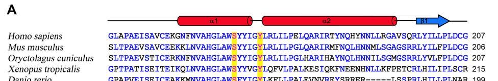 Figure S4. Sequence alignment of STIG and crystallography of cgam bound STIG.
