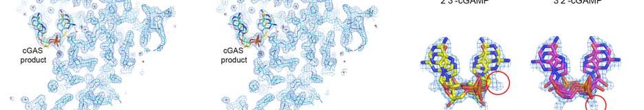 (A) Representative electron density maps of the cgas product within the STIG structure.