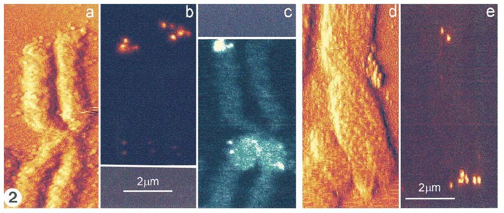NSOM Examples Fluorescence imaging of DNA van Hulst, et al. J. Stuct.