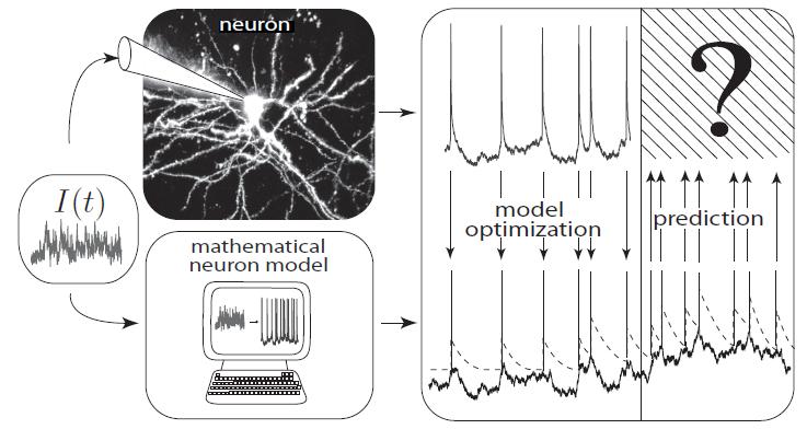 Neuronal Dynamics 4.5.How good are integrate-and-fire models?