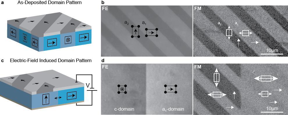 Figure 1 Growth- and electric-field control of ferromagnetic domain patterns.