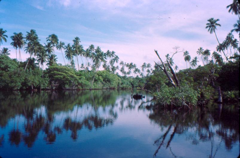 Coastal Ecosystems Estuaries, wetlands, intertidal flats, Mangrove and swamp forests