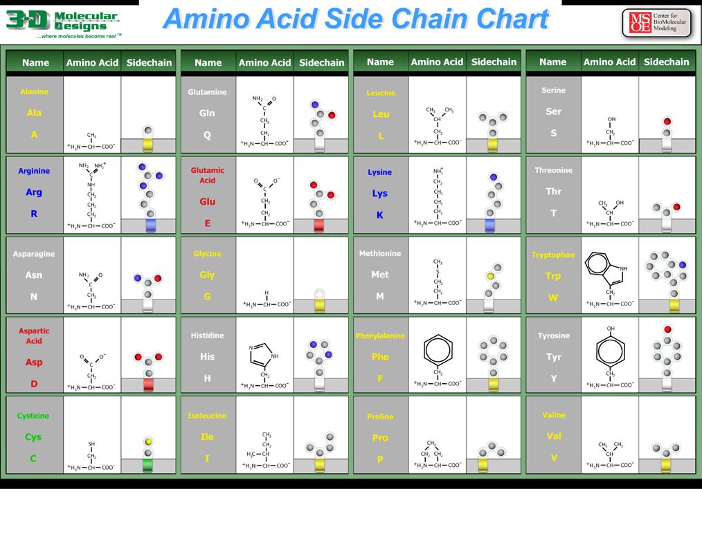 Atom olor Key Carbon Oxygen Nitrogen Sulfur Hydrogen Amino Acid Property Key Amino acid clip color and name color