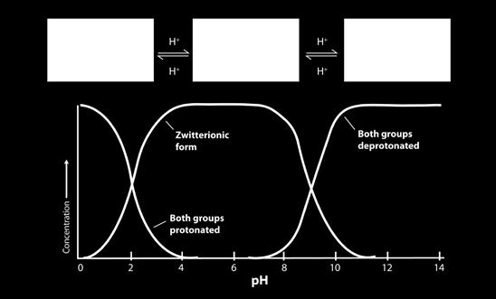 At a neutral ph, amino acids would have the following structure: Changing the ph affects the protonation of the amino acid.