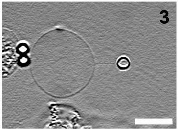 Some applications of optical tweezers Membrane elastic properties Micro-rheology DNA studies Pontes, B. et al.
