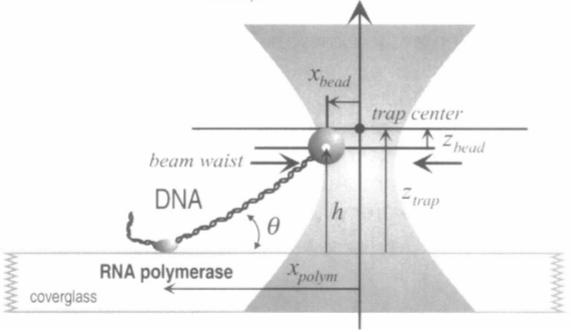 Some potential applications Dynamic force measurements Wang, M.D. et al.