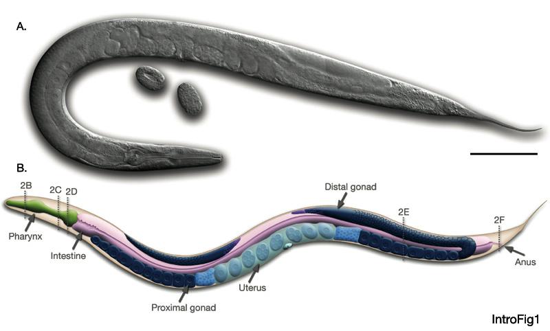 Anatomy of the worm